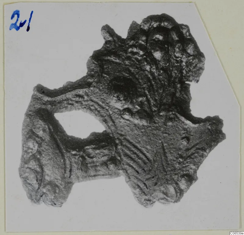 Corroded bronze mounting fragment from Vouni, photographed on a card mount