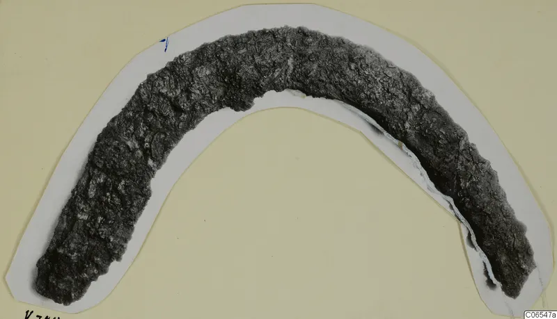 Curved iron sickle, heavily corroded, lying on a white card mount.