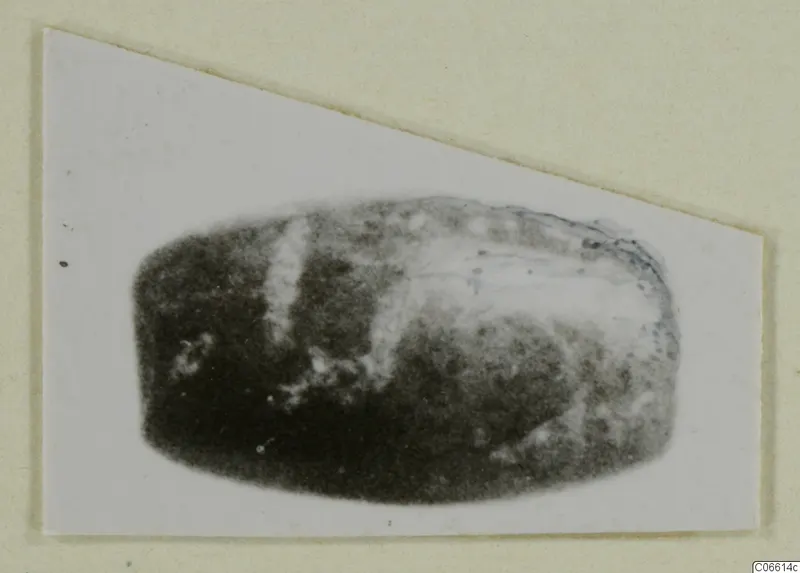 Bead from Vouni T. 1-16, photographed on a white card