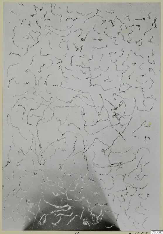 Close view of a pale surface covered with thin, dark, wavy lines, a pattern from Marion