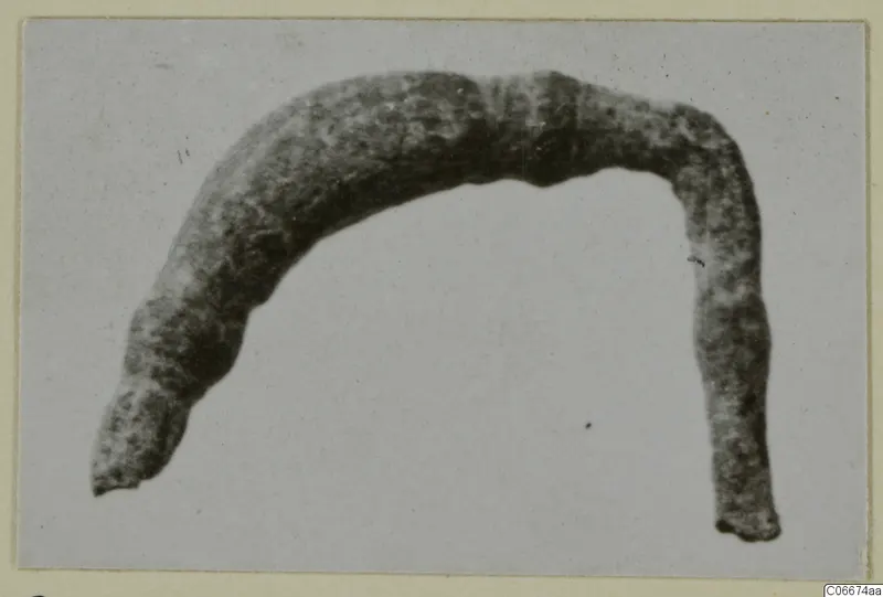 Bronze personal adornment: a curved, corroded metal object bent into an open arch, shown alone