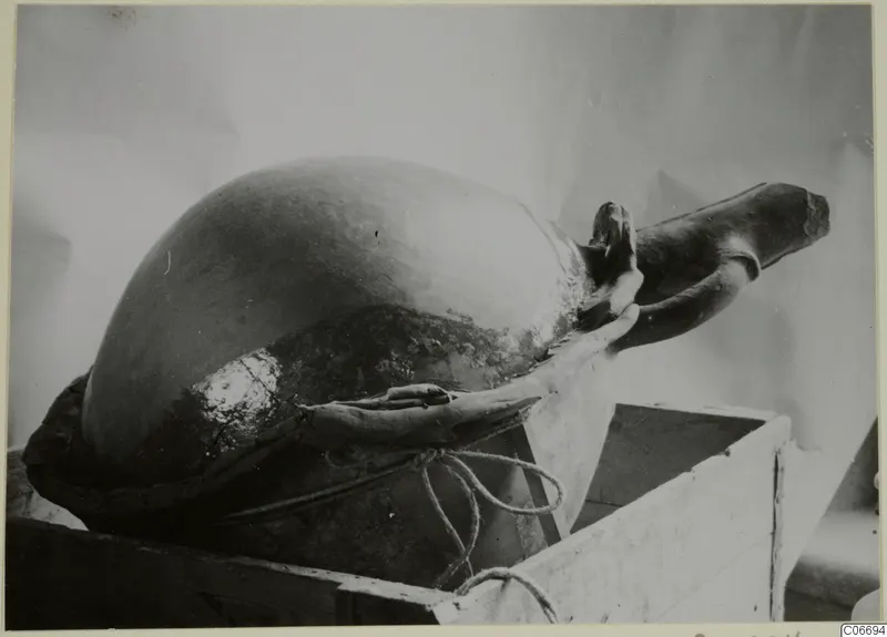 Red Polished II jug lying in a wooden crate, held in place with rope.