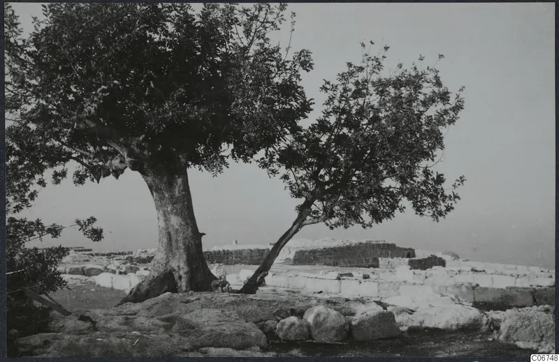 Two trees beside low ancient stone walls and foundations at the palace at Vouni