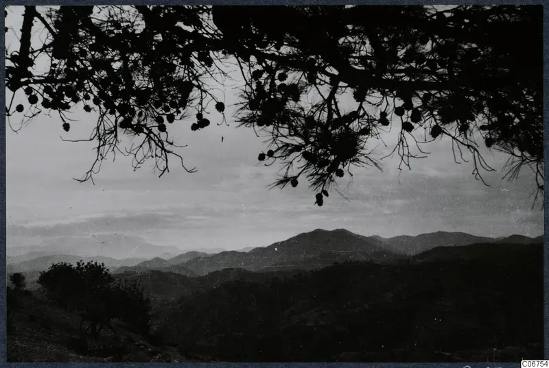 Hill landscape seen through the branches of a pine tree bearing cones, at Vouni