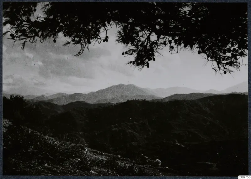 View from Vouni of a pine branch with cones in the foreground and mountains beyond