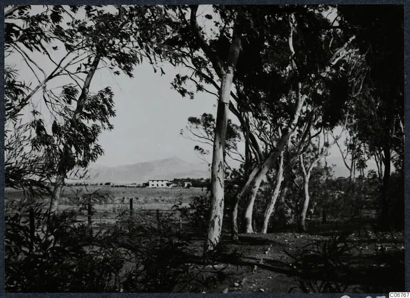 Eucalyptus trees framing a view across fields to a white building and a mountain in Nicosia