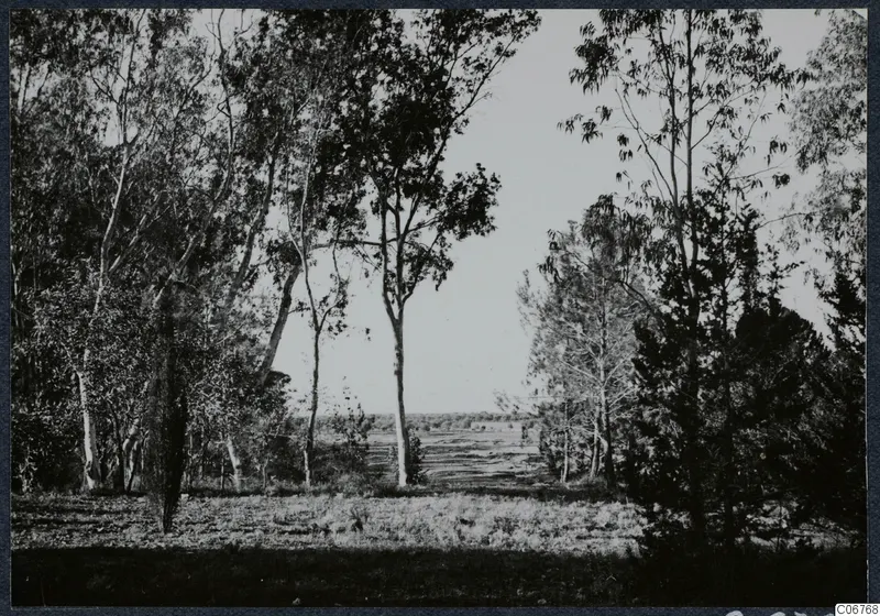 Tall slender trees framing an open, flat expanse of land with grass and scrubby plants in the foreground