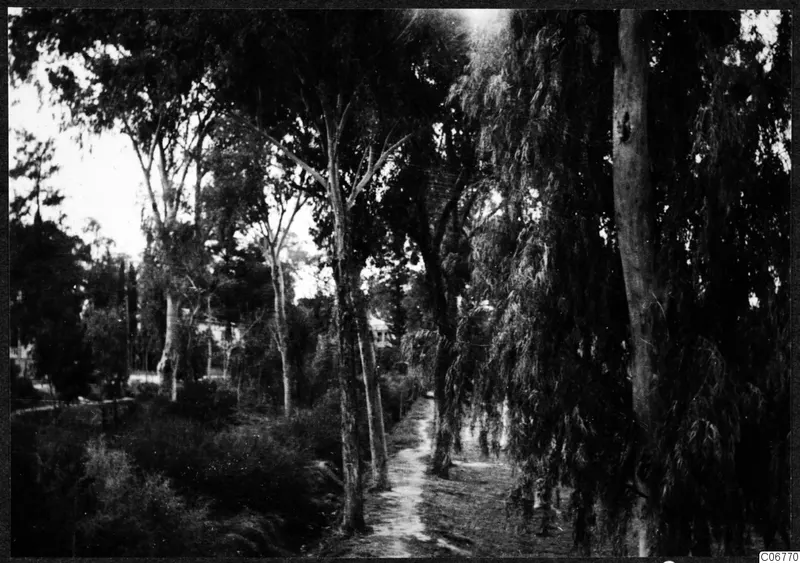 Dirt path between tall pale-trunked trees and shrubs at Nicosia, with a small building partly visible in the distance.