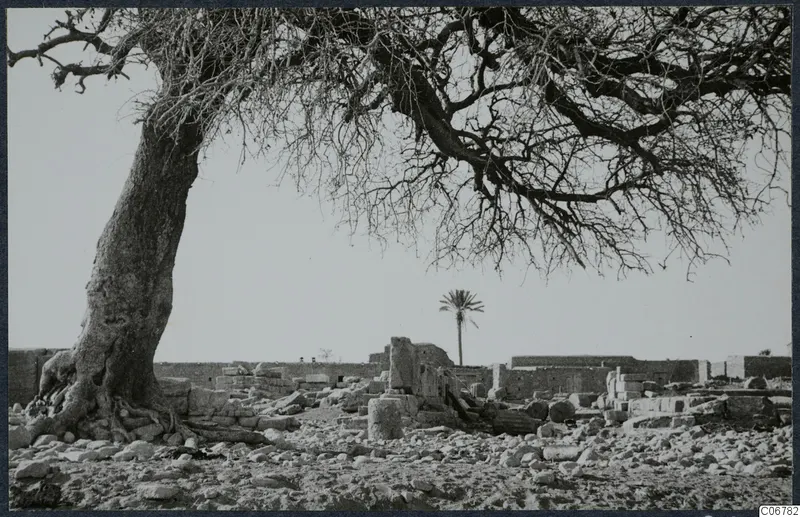 Temple of Aphrodite ruins at Paphos with a large bare tree over scattered stone blocks