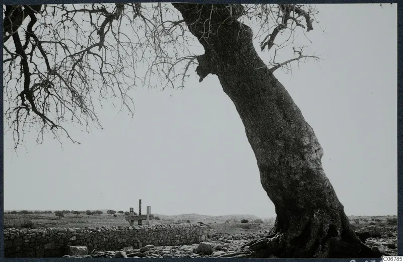 Large leaning tree beside a low dry-stone wall in open countryside at Kouklia