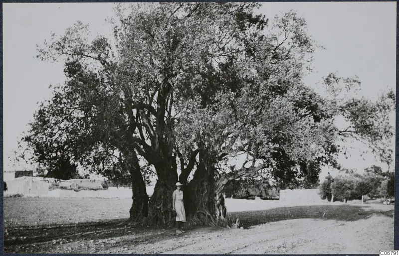 Giant olive tree at Pera, Mesaoria, with a woman standing at the base of its trunk