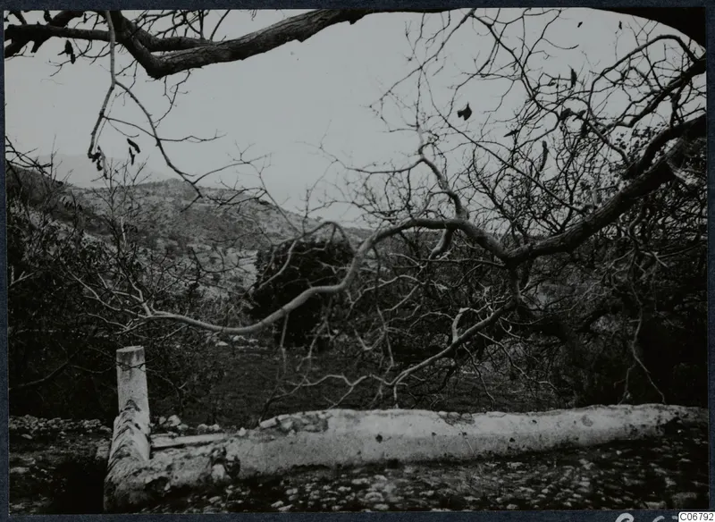 Bare tree branches framing a hillside landscape on the Karpas peninsula, with a stone trough or wall in the foreground.