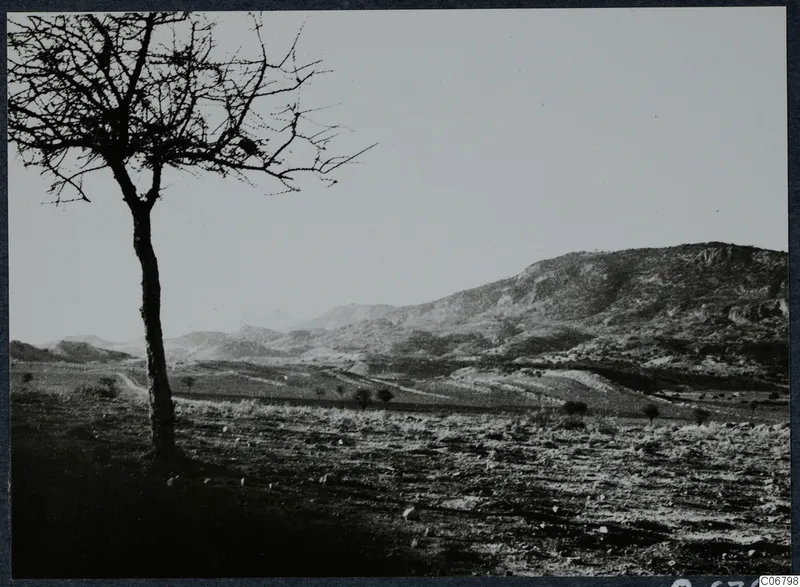 Bare tree on a dry stony slope with rolling hills and a mountain ridge behind it.