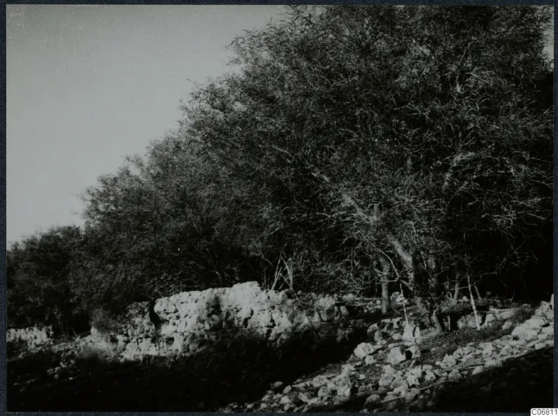 Stone wall among rubble and dense trees at Salamis, Famagusta.
