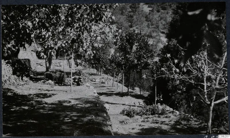 Trees and low stone walls on a sloping ground at Machairas, Troodos