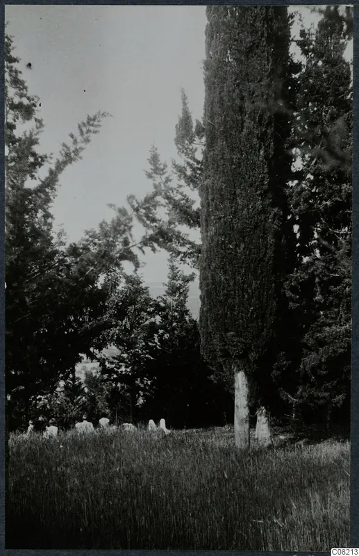 Several people in pale clothing sitting in tall grass beside a tall dark conifer in the Kyrenia Mountains