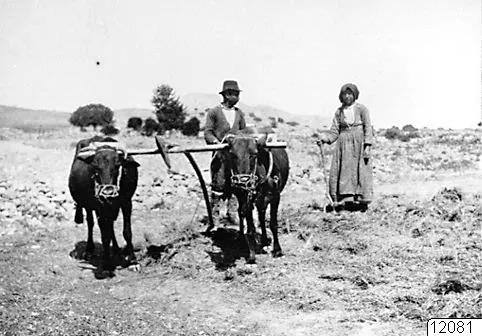 Two oxen yoked to a wooden beam, with a man and a woman standing beside them at Enkomi