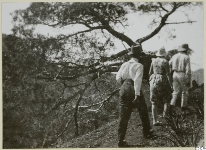 Three men in hats walking away along a path on a hillside beside a large spreading tree