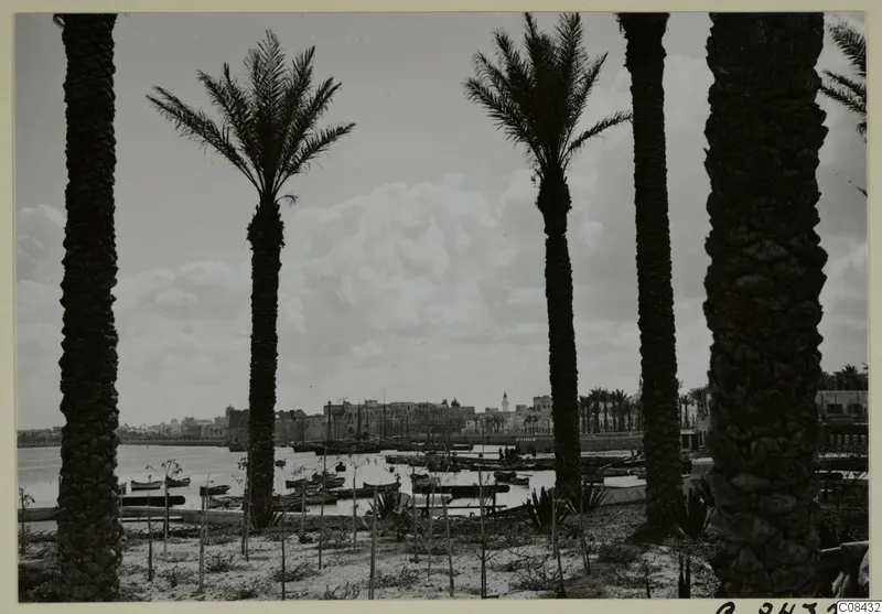 Harbour with moored boats seen between tall palm trunks, with a town along the far shore, North Africa.