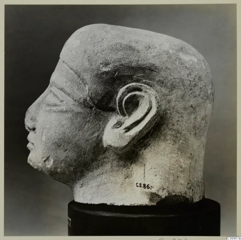 Limestone head sculpture in profile, facing left, with a number label, standing on a black cylindrical stand.