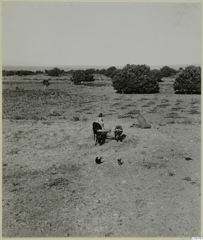 A person stands between two yoked cattle, joined by a wooden beam, in an open dry field with scattered trees