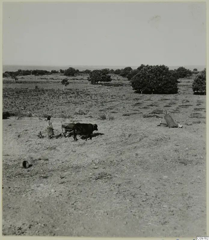 Person walking behind a yoked pair of cattle across a straw-strewn field, with trees and the sea beyond.