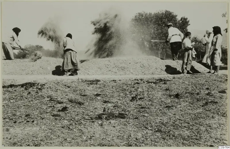 Several people winnowing a heap of grain on a threshing ground, dust rising, with trees behind