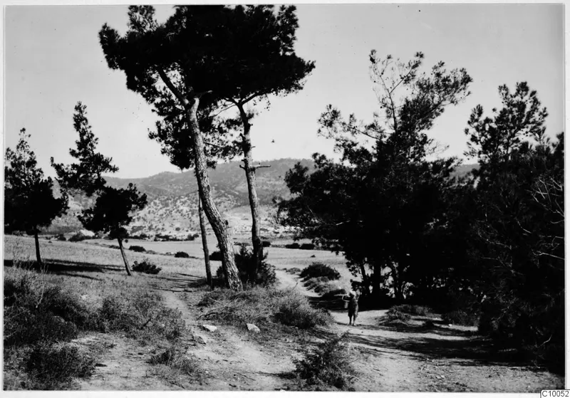 Dirt track between pine trees, with a single person walking across a field toward hills in the distance
