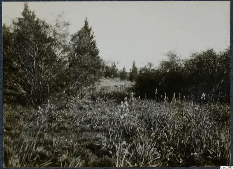 Rough grassland with scrub and tall trees in the Mesaoria