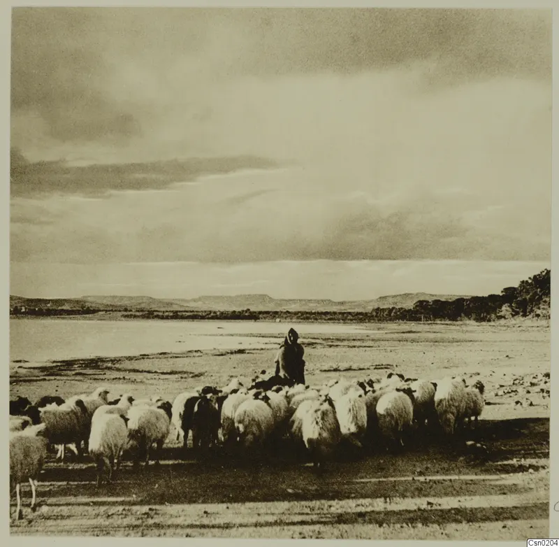 Flock of sheep on flat ground with a standing figure in dark clothing, low hills and trees behind, Mesaoria