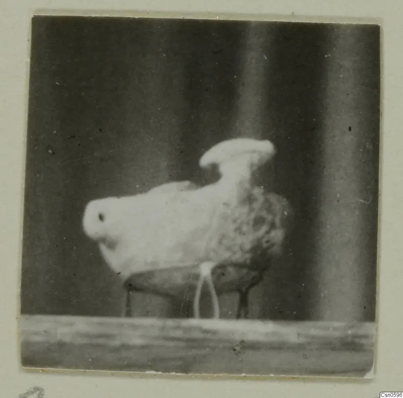 Pale object with a rounded head and short legs, photographed against a dark background and mounted on a card