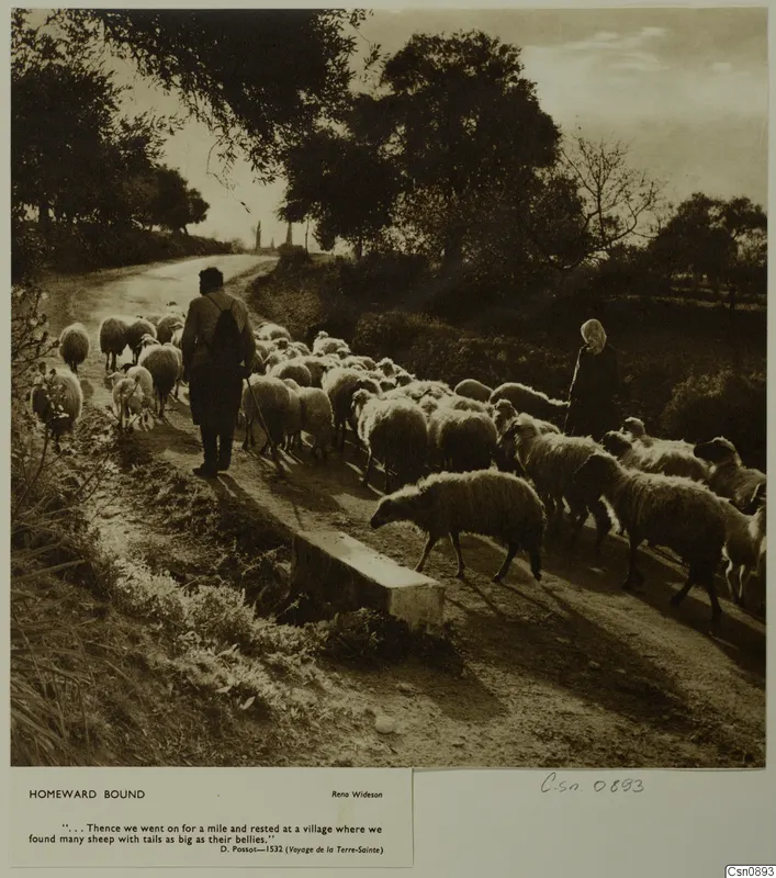Flock of sheep on a dirt track between trees, with a man and a woman herding them