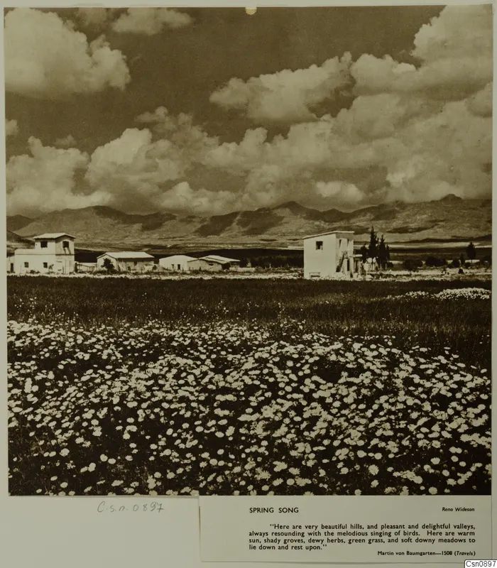 Field of white flowers with low white buildings, a dark tree and hills under a cloudy sky