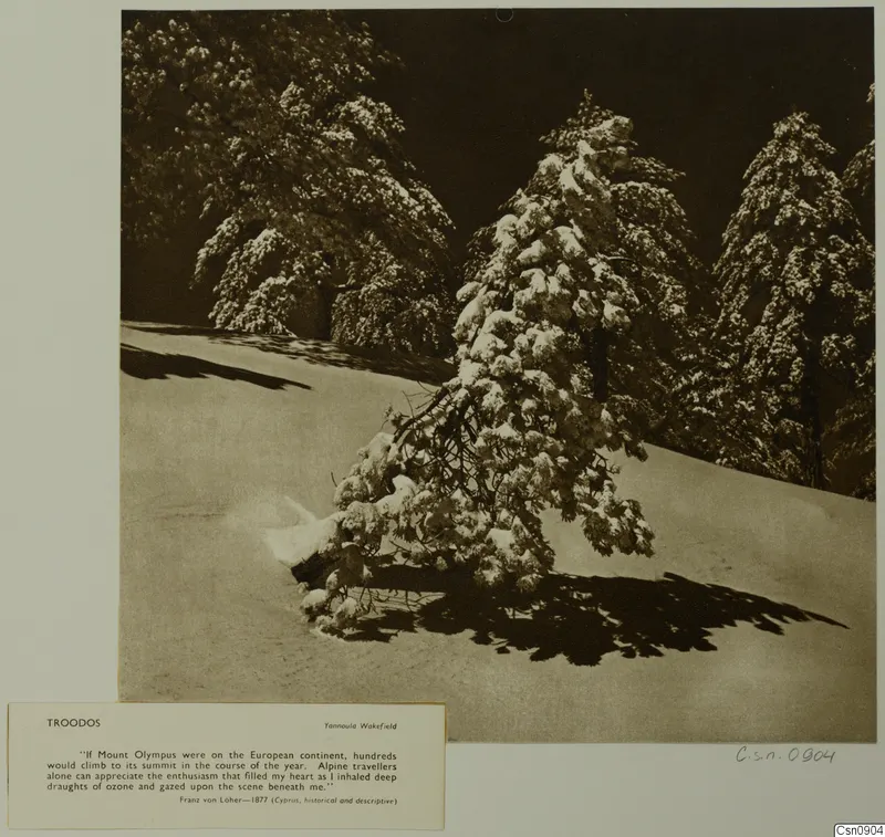 Snow-covered trees on a snowy slope at Troodos