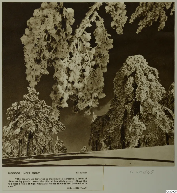 Snow-laden conifer trees seen from below against a dark sky, with a snowy road along the bottom edge, mounted on a card