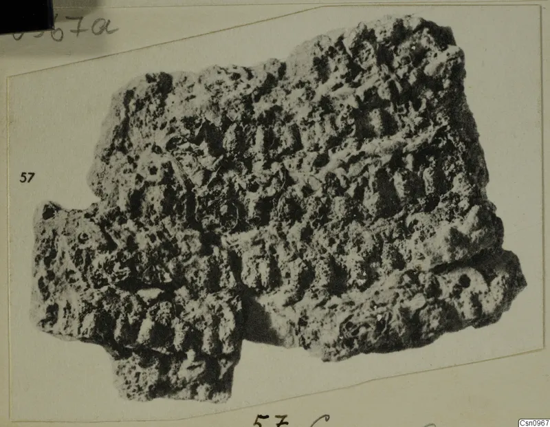Encrusted fragment of a find from Amathus, with a ridged, pitted surface, shown on a mounted print