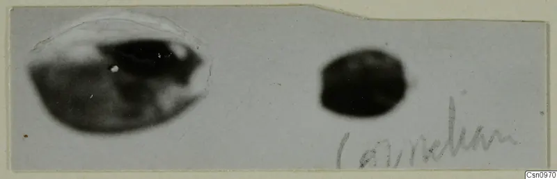 Two small, blurred dark objects on a grey card, one oval and one round, with a handwritten pencil note beneath.
