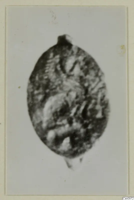 Oval find from Kountoura Trachonia with a small projection at the top and a raised pattern on its surface
