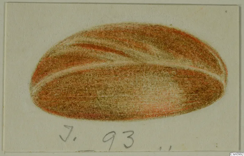 Coloured drawing of an oval object with reddish and brown banding on a cream sheet