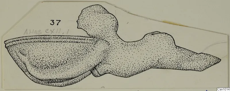 Drawing of a stone object with a deep hollow at one end, a rounded knob in the centre and a tapering arm to the right