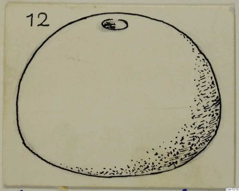 Field drawing of a stone loom weight from Vouni, with a hole near the top