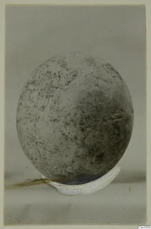 Single oval find with a speckled grey surface resting on a pale curved support, small find from Enkomi