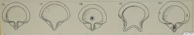 Line drawing of five terracotta lamps side by side, seen from above, numbered in sequence.