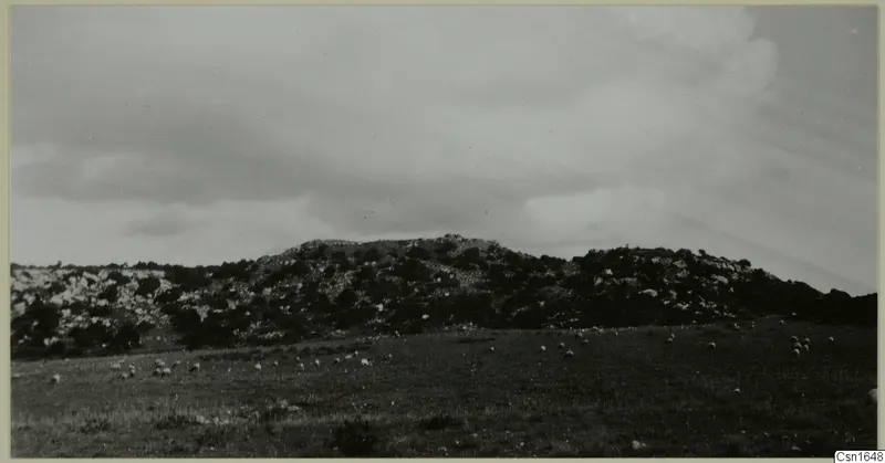 Nitovikla on the Karpas Peninsula: scrubby rocky hill above a grassy slope with grazing animals