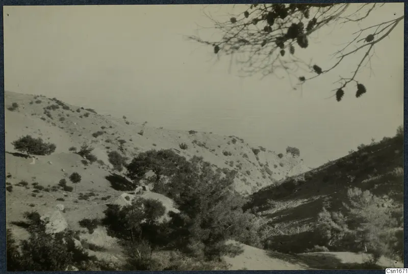 Scrubby hillside with a pine branch in the foreground and the sea beyond, at Vouni
