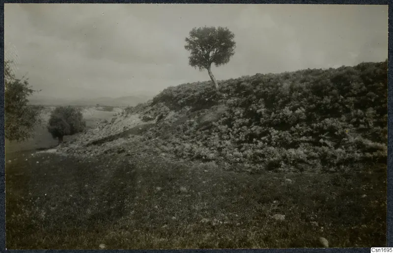 Hillside covered in bushes with a lone tree on its crest at Marion, with distant hills under a cloudy sky