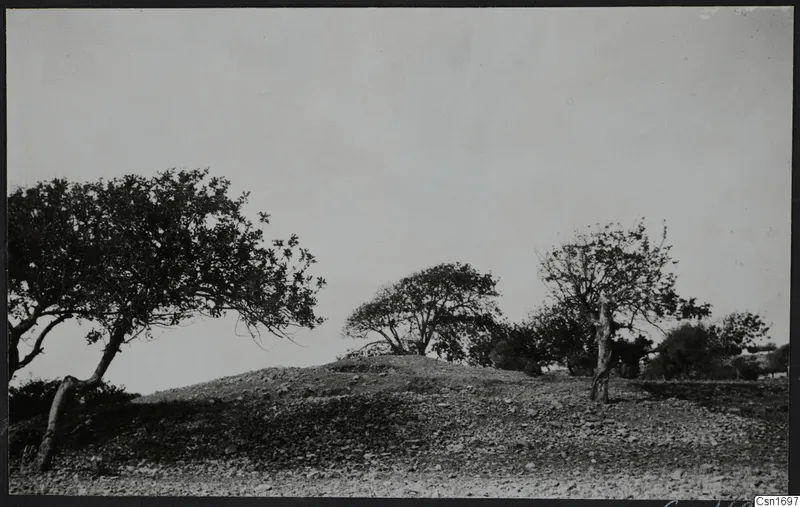 Stony hill with scattered trees at Amathus, under a pale sky