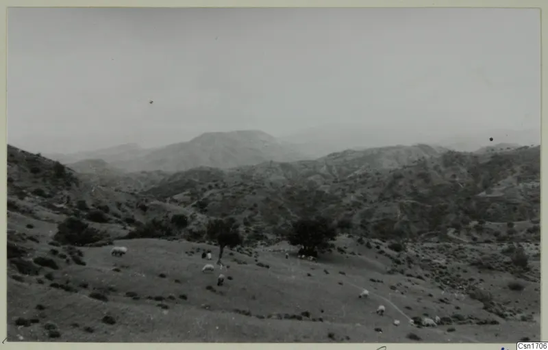 Hilly landscape near Soli with a flat-topped mountain, trees and grazing sheep