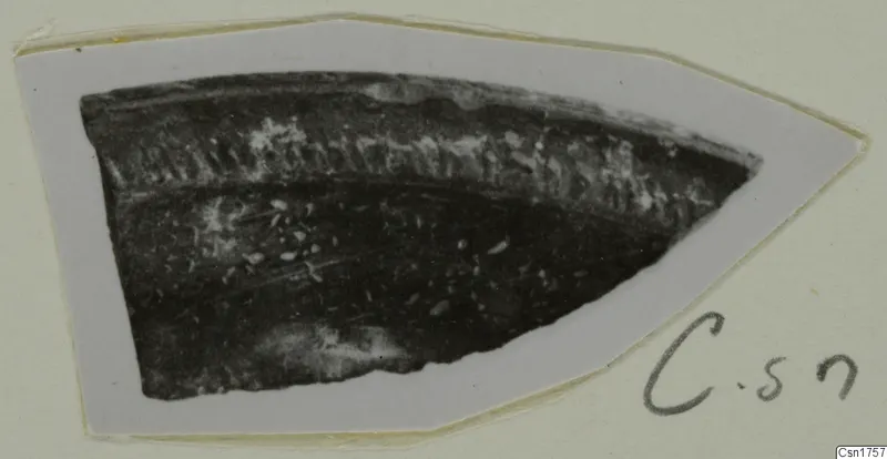 Dark pottery sherd with a band of pale impressed marks along its upper edge, shown on a pale mounted card.