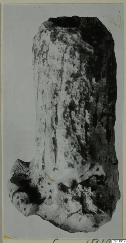 Find from Petra tou Limniti: a tall, rough-surfaced object broken at the base, photographed on a grey card.